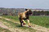 BULLMASTIFF 395